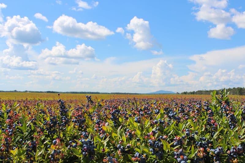 Maine wild blueberry barrens